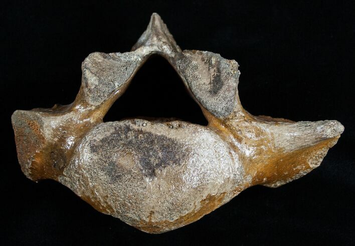 Woolly Rhinoceros Vertebra Bone - Late Pleistocene #3446